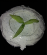 Haidery
(yoghurt, garlic, spices Turkish) - 350 g.